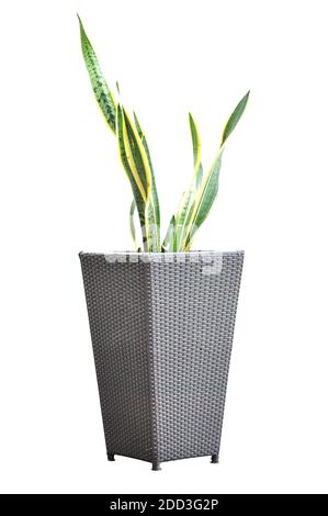 Grüne Pflanze - Sansevieria trifasciata - in Weidenblumentopf Stockfoto