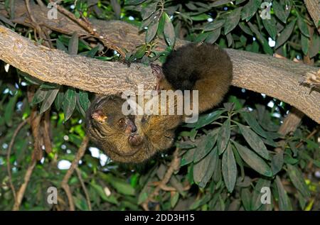 Dick-Tailed Bush Baby oder größere Galago, Otolemur Crassicaudatus, Erwachsene Zweig hängend Stockfoto