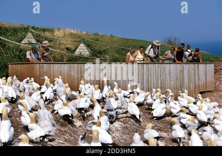 Basstölpel, Sula Bassana, Tourist, Kolonie auf Bonaventure Island in Quebec Stockfoto