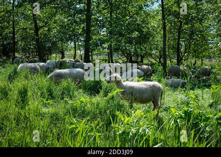 Schafherde im Schatten einiger Bäume Stockfoto