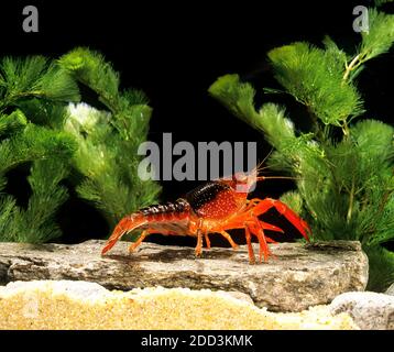 Louisiana Flusskrebs Procambarus clarkii Stockfoto