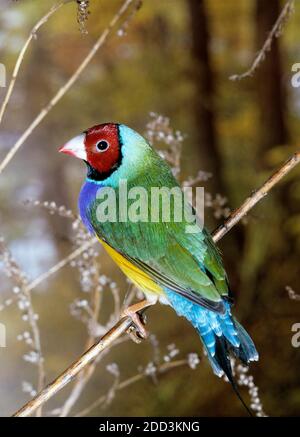 Gouldian Finch, chloebia gouldiae, Erwachsener Stockfoto