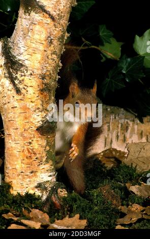 Rothörnchen, Ischiurus vulgaris, Männchen auf Hinterbeinen stehend, Herbstsaison Stockfoto
