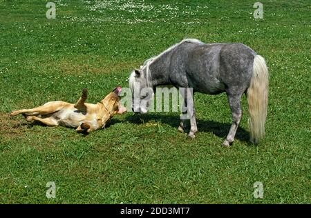 Amerikanische Minipferd, Erwachsene spielen mit Labrador Hund Stockfoto