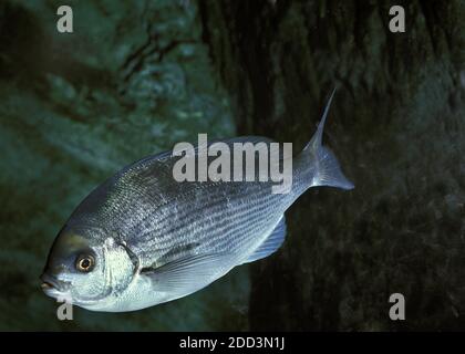 Europäische Dorade, Pagellus Centrodontus, Erwachsene Stockfoto