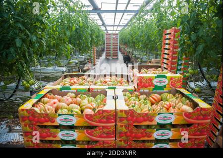 Plouescat (Bretagne, Nordwestfrankreich): Anbau von Tomaten unter einem Gewächshaus für den Produzenten „Prince de Bretagne“ Stockfoto