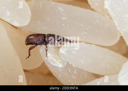 Makrofotografie von Reisweevil oder Sitophilus oryzae auf Raw Reis Stockfoto