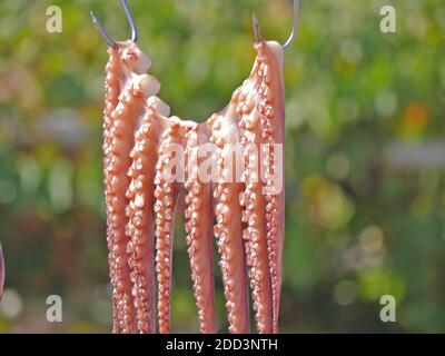 Frische Krake Trocknung an einem Seil, fertig zum Essen Stockfoto