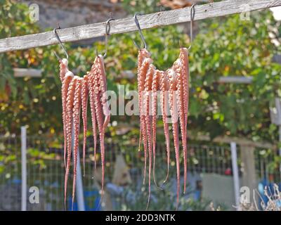 Frische Krake Trocknung an einem Seil, fertig zum Essen Stockfoto