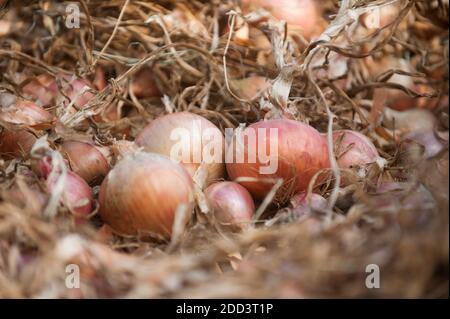 Plouescat (Bretagne, Nordwestfrankreich): Traditionelle Bio-Gartenarbeit auf dem Bio-Bauernhof „Mentaffret“ von Gwenole Le Roy. Bio-Zwiebeln Stockfoto