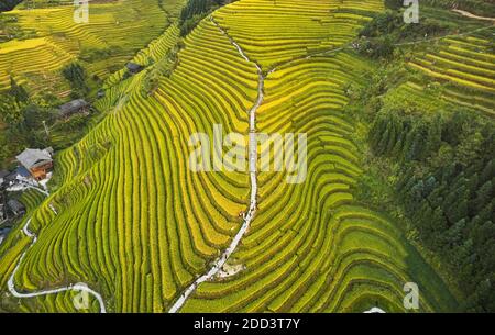 Dragon Born Drachen Ridge Terrasse Herbstlandschaft in guilin Stockfoto