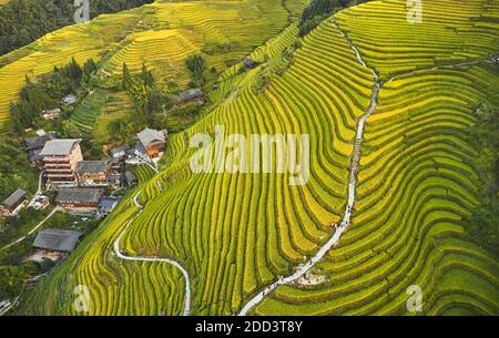 Dragon Born Drachen Ridge Terrasse Herbstlandschaft in guilin Stockfoto