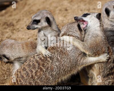 Eine Gruppe von Erdmännchen spielen kämpfen und beißen sich gegenseitig. Stockfoto