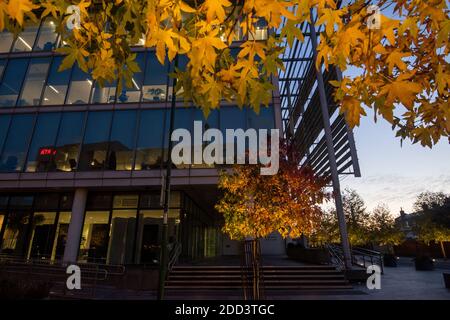 Herbstbäume vor dem Loxley House in der Station Street im Stadtzentrum von Nottingham, Nottinghamshire England Stockfoto