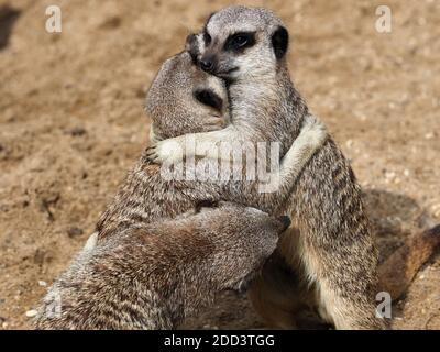 Zwei Erdmännchen umarmen sich und sehen niedlich aus. Stockfoto