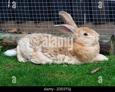 Ein Flämischer Riesenkaninchen legt sich hin und entspannt sich auf dem Gras. Stockfoto