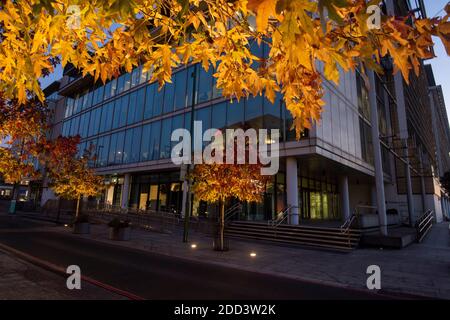 Herbstbäume vor dem Loxley House in der Station Street im Stadtzentrum von Nottingham, Nottinghamshire England Stockfoto
