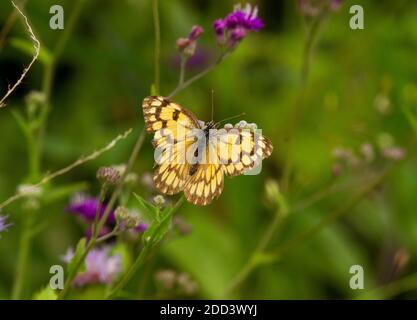 Verwandt mit den Orange Tips Schmetterlingen der African Golden Arab ist ein häufiger, mittelgroßer Schmetterling, der in einer Vielzahl von Lebensräumen gefunden wird. Stockfoto