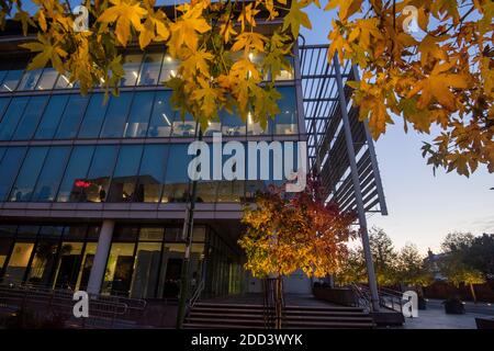 Herbstbäume vor dem Loxley House in der Station Street im Stadtzentrum von Nottingham, Nottinghamshire England Stockfoto