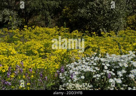 Ranunculus cortusifolius, Argyranthemum aductum und Wallflower Erysimum sp. San Mateo. Gran Canaria. Kanarische Inseln. Spanien. Stockfoto