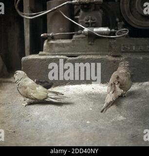 Papageien als Hausvögel in der Stadt Punta Arenas, im Süden von Chile, 1957. Papageien als Haustiere in der Stadt Punta Arenas, im Süden Chiles, 1957. Stockfoto