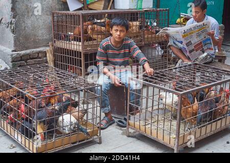 Ein junger Hühnerhändler in Kathmandu, Nepal, sitzt zwischen seinen Käfigen voller Hühner Stockfoto