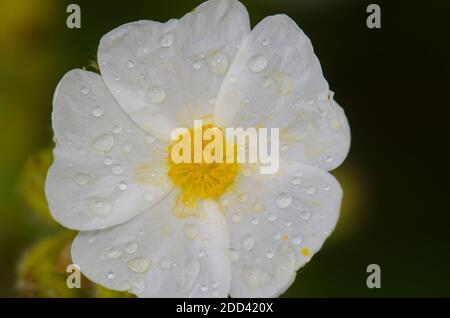 Blume von Montpellier cistus Cistus monspeliensis bedeckt mit Tau-Tropfen. Integral Natural Reserve von Inagua. Gran Canaria. Kanarische Inseln. Spanien. Stockfoto