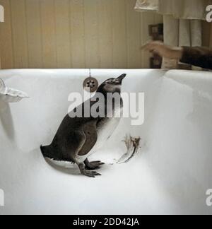 Junger Magellan Pinguin (Spheniscus Magellanicus), in einer Mineraliensuche gefangen, Chile 1960er Jahre. Junge Magellanic penguin (Spheniscus Magellanicus), in der Badewanne, Chile 1960er gefangen. Stockfoto