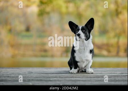 Cardigan welsh Corgi sitzt am Herbst Naturblick. Happy Breed Hund im Freien. Kleiner schwarz-weißer Schäferhund. Stockfoto