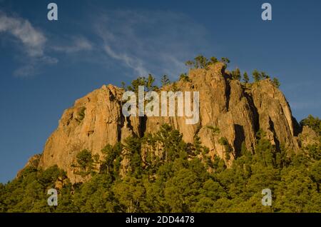 Morro de Pajonales und Wald der Kanarischen Insel Kiefer Pinus canariensis. Integral Natural Reserve von Inagua. Gran Canaria. Kanarische Inseln. Spanien. Stockfoto