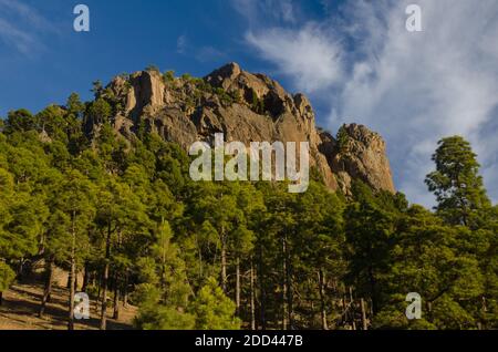 Morro de Pajonales und Wald der Kanarischen Insel Kiefer Pinus canariensis. Integral Natural Reserve von Inagua. Gran Canaria. Kanarische Inseln. Spanien. Stockfoto