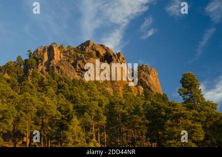 Morro de Pajonales und Wald der Kanarischen Insel Kiefer Pinus canariensis. Integral Natural Reserve von Inagua. Gran Canaria. Kanarische Inseln. Spanien. Stockfoto