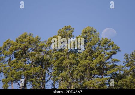 Wald der Kanarischen Insel Kiefer Pinus canariensis und Mond. Integral Natural Reserve von Inagua. Gran Canaria. Kanarische Inseln. Spanien. Stockfoto