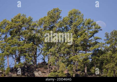 Wald der Kanarischen Insel Kiefer Pinus canariensis und Mond. Integral Natural Reserve von Inagua. Gran Canaria. Kanarische Inseln. Spanien. Stockfoto