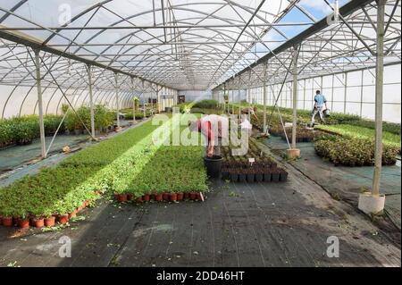 Anbau von Blumen unter einem Gewächshaus im Gartencenter von Paul Goarant in Cleder (Bretagne, Nordwestfrankreich) Stockfoto