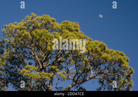 Kanarische Kiefer Pinus canariensis und Mond. Integral Natural Reserve von Inagua. Gran Canaria. Kanarische Inseln. Spanien. Stockfoto