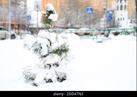 Ein kleiner Weihnachtsbaum mit Schnee bedeckt auf einer Stadt Straße vor dem Hintergrund von Wohngebäuden im Schnee Wintersaison Stockfoto