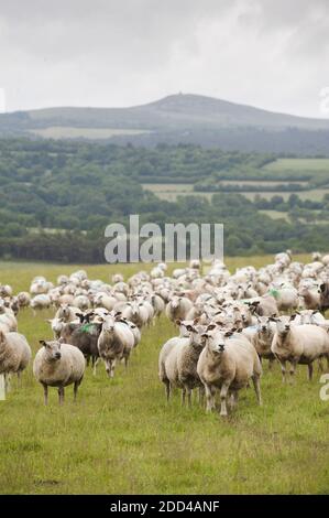 Extensive Schafzucht in Loperec (Bretagne, Nordwestfrankreich). Herde Mutterschafe auf die Weide Stockfoto