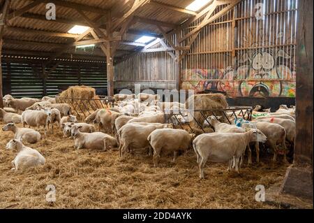 Extensive Schafzucht in Loperec (Bretagne, Nordwestfrankreich). Schafherde beim Lämmern, Kalben Stockfoto