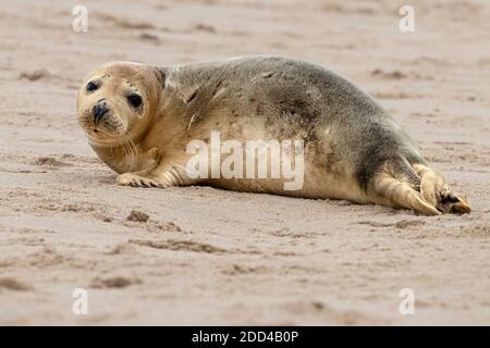 Gray Seal Pub Stockfoto