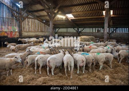 Extensive Schafzucht in Loperec (Bretagne, Nordwestfrankreich). Schafherde beim Lämmern, Kalben Stockfoto