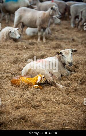 Extensive Schafzucht in Loperec (Bretagne, Nordwestfrankreich). Schafherde beim Lämmern, Kalben Stockfoto