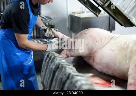 Schweinefleischkadaver werden in der Fabrik verarbeitet. Fleischproduktion. Ein Ort, an dem Schweine getötet werden Stockfoto