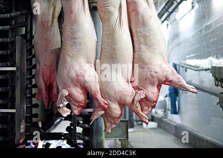 Schweinefleischkadaver werden in der Fabrik verarbeitet. Fleischproduktion. Ein Ort, an dem Schweine getötet werden Stockfoto