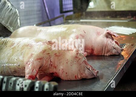 Schweinefleischkadaver werden in der Fabrik verarbeitet. Fleischproduktion. Ein Ort, an dem Schweine getötet werden Stockfoto