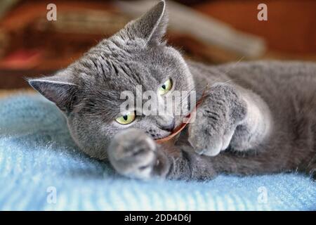 Ein Bild von einer schönen schottischen Kurzhaar graue Katze mit Gelb-grüne Augen spielen auf dem Sofa Stockfoto