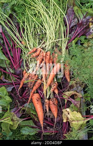 Frisches, frisch gepflücktes Gemüse im Garten: Karotten, Rüben mit Tops, Dill Stockfoto