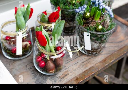 Weihnachtsblumen Komposition in Glasvasen. Tulpen, Geocynts Bouquet mit festlichen Weihnachtskugeln im Topf. Blumendekor für zu Hause, Europa Blumenladen Stockfoto