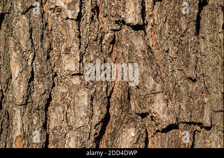 Pinus hartwegii braun Baumrinde Makro Nahaufnahme Textur Hintergrund allgemein bekannt als Hartweg's Pine, Stock Foto Bild Stockfoto