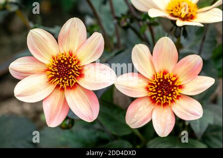 Dahlia 'Happy Single First Love' eine orange rosa Sommer Herbst Blume Knolle Pflanze, Stock Foto Bild Stockfoto